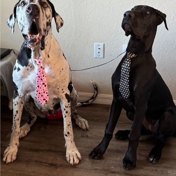 Ties 10 inch attached elastic cord satin look and feel NWOT set of 4 unisex - Picture 4 of 5